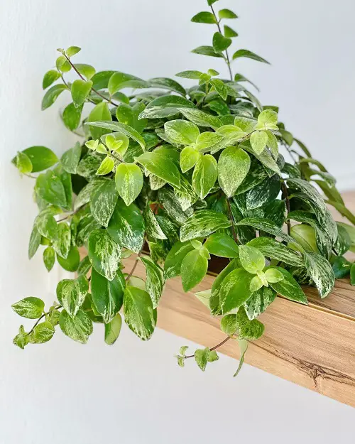  Lipstick Plant Varieties