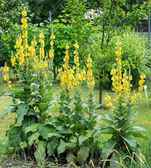 Top Herbs with Yellow Flowers