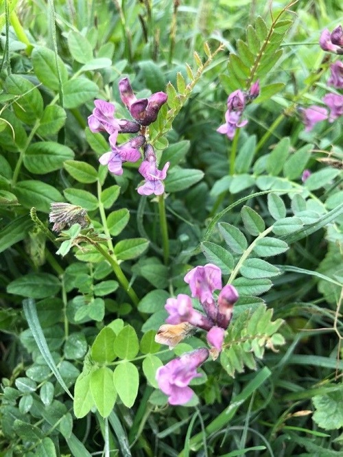 top Weeds with Blue Flowers