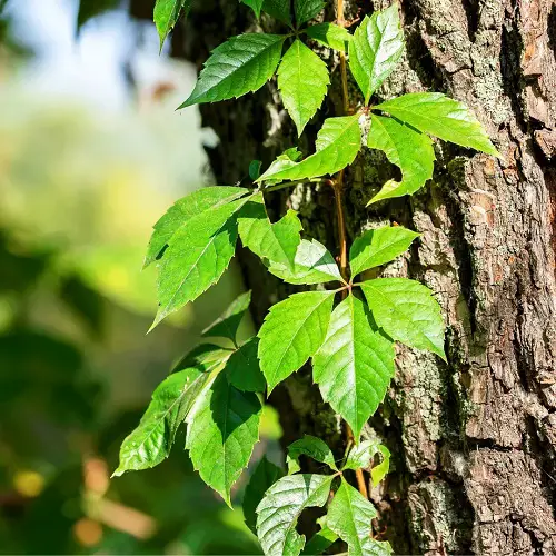 Virginia Creeper Poison Ivy Look Alike Plants with Three Leaves 4