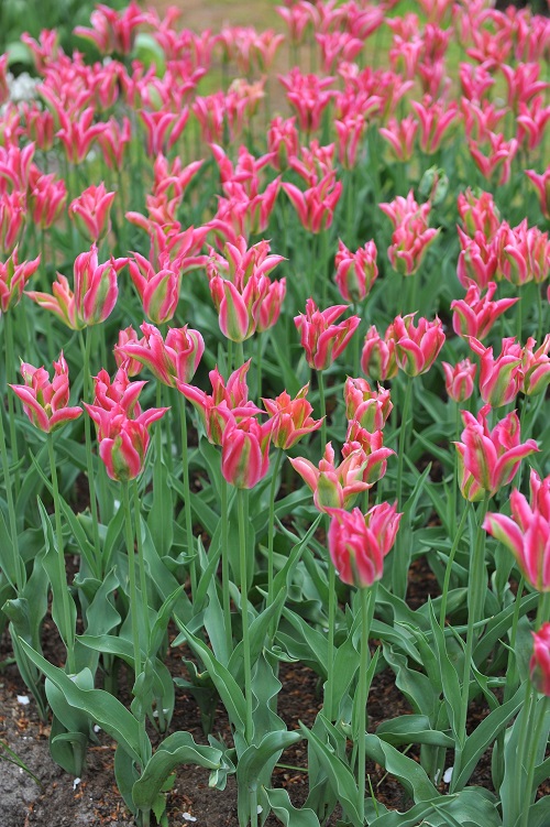 Pink Tulips
