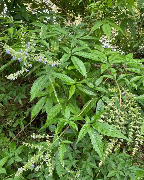 Leaves on Plants with Five Stems