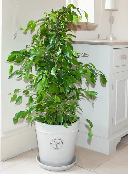 Houseplants That Remove Formaldehyde in pot 
