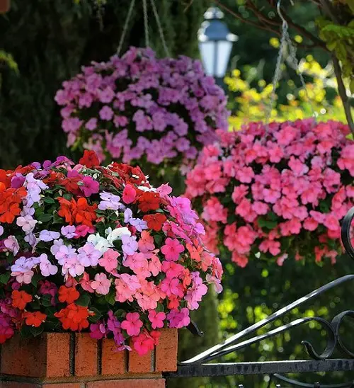 Dainty Flowers 