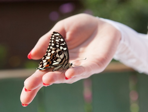 What Does It Mean When a Butterfly Lands on You