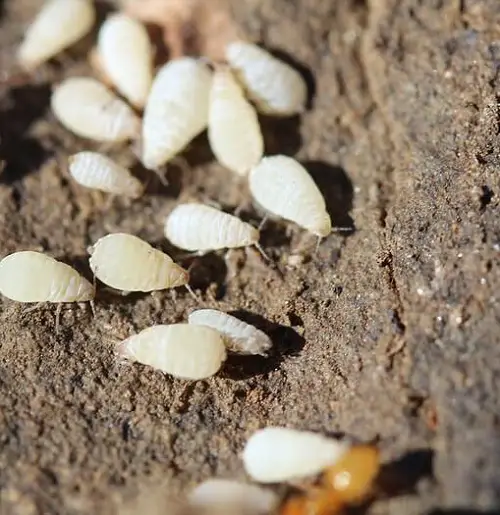 Tiny white insects that resemble lint