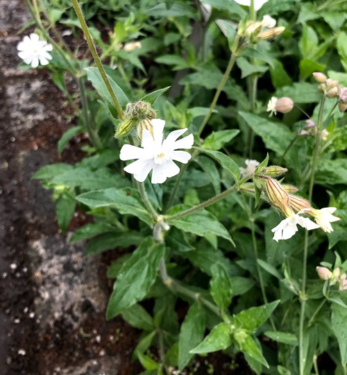 Amazing White Flowers with Herbs 
