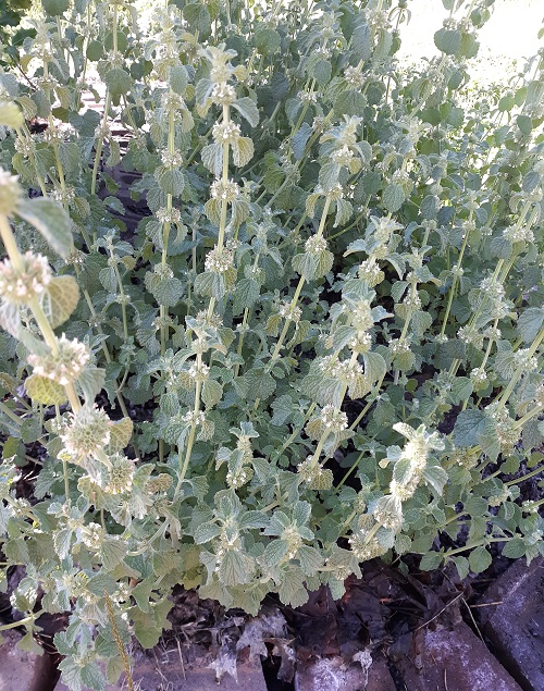 Herbs with White Flowers in garden