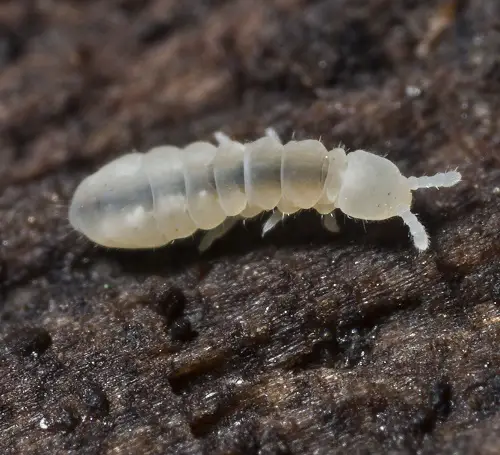 amazing Little White Bugs That Look Like Lint