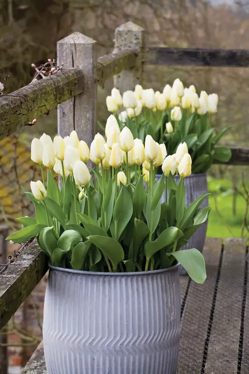 Different Meaning of Tulip Across Cultures