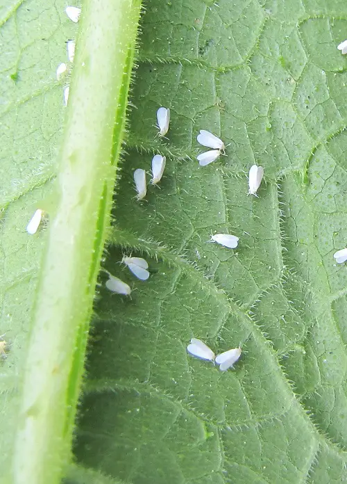 beautiful Tiny Bugs that Look Like Specks of Dirt