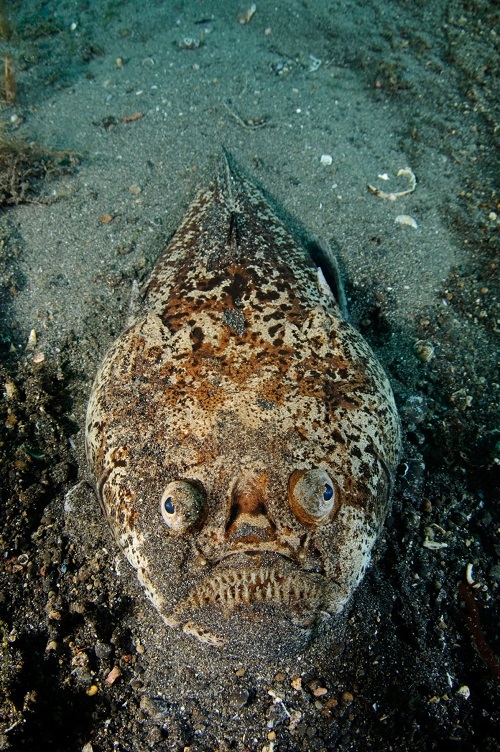 7 Ugly Fish 7