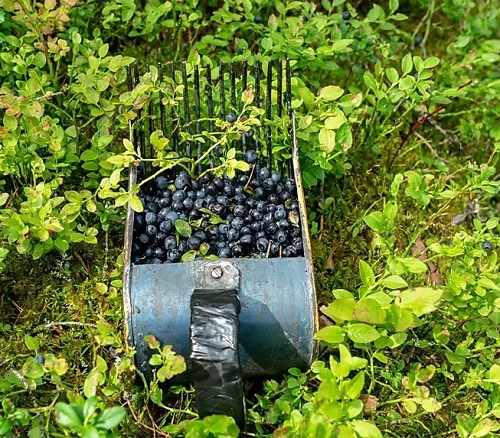 Best Wild Edible Plants in Georgia that Also Grow in Garden