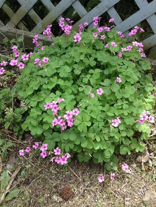 Wild Edible Plants in Georgia that Also Grow in Garden