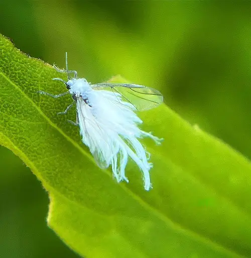 lovely Little White Bugs That Look Like Lint 11