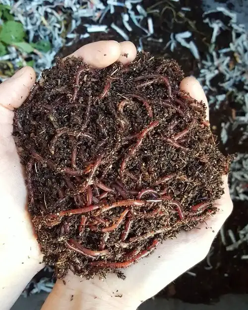 Christmas Cactus Fertilizers Worm Castings