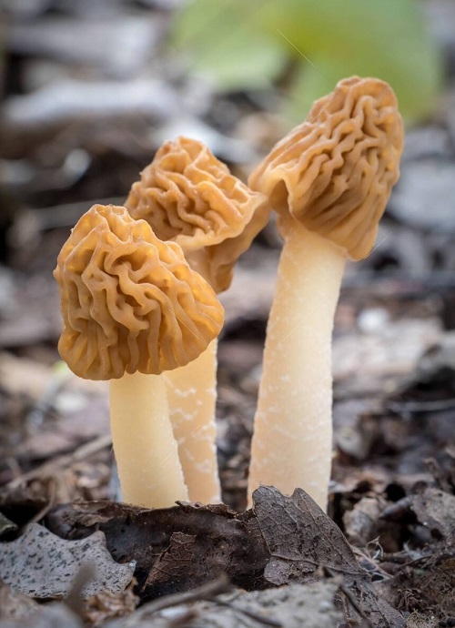 best Quirky Mushrooms that Look Like a Brain