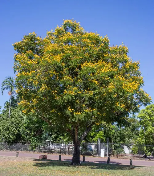 Yellow Flowers trees 3