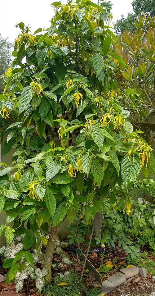 Beautiful Yellow Flowers tree