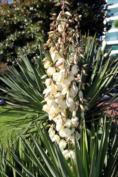 Stunning Mexican Flowers
