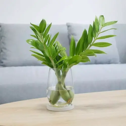 Growing ZZ Plants in vase 