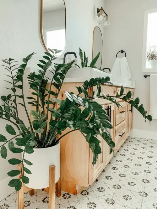 Growing ZZ Plants indoor