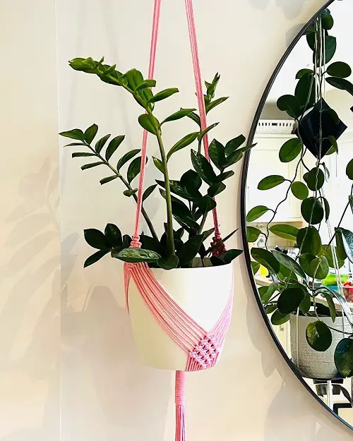 Growing ZZ Plants in hanging pot 