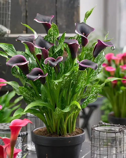 Black Plants & Flowers to Make a Statement in Your Yard 