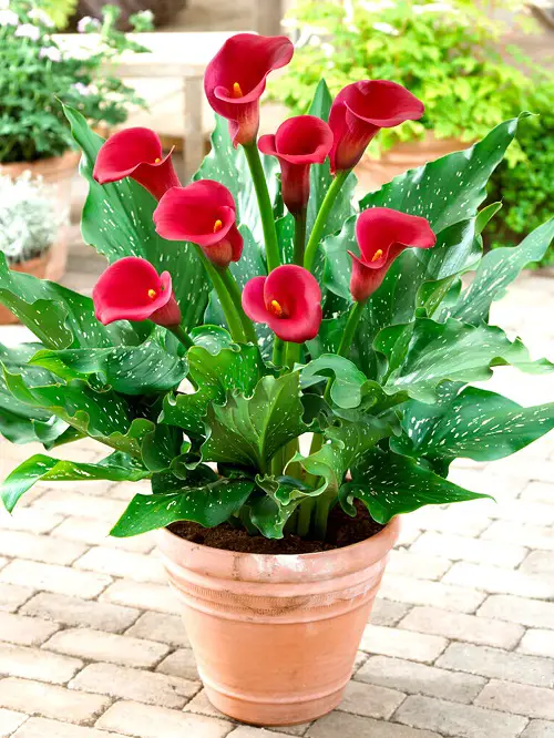 2 Red Flowers With Yellow Center