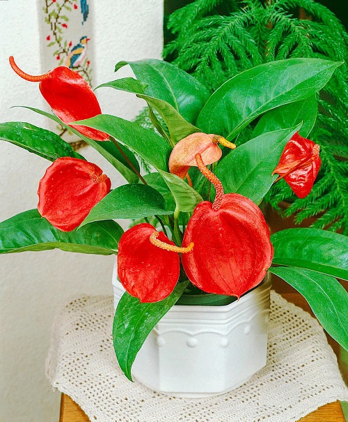 Elevated Potting Strategy to Grow a Big Anthurium Plant 7