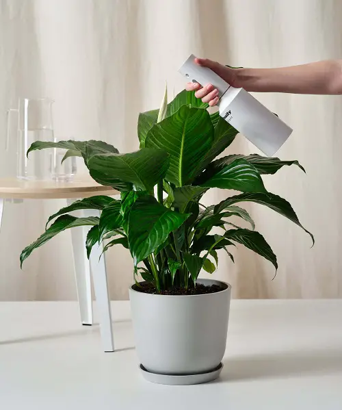 Ultimate Peace Lily Fertilizers to Boost Growth