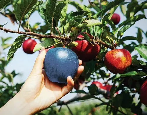 How to Grow a Blue Apple Tree