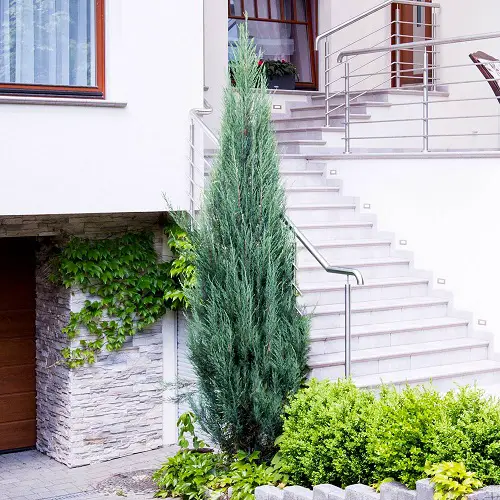 Requirements to Grow Blue Point Juniper