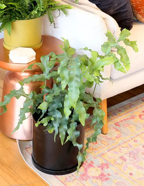 Cold Tolerant Indoor Plants near couch