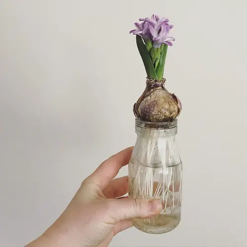 Growing Bulbs in Water