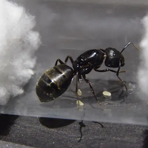 Frequently Found Little Black Bugs Without Wings in Bathrooms