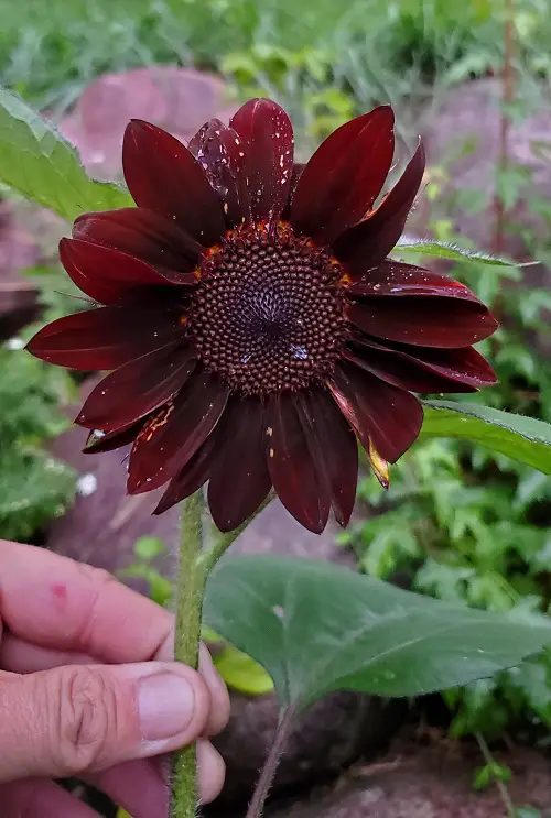 Types of Pink Sunflower Varieties