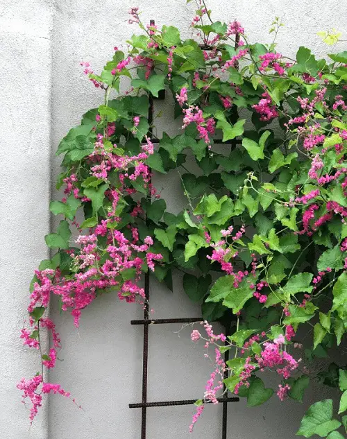 top best Stunning Mexican Flowers That You Have to Plant