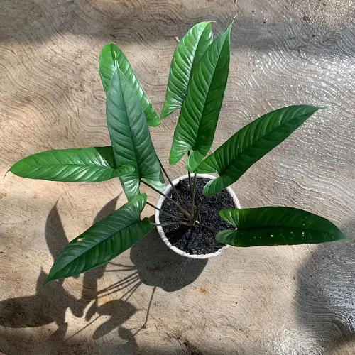 Best Homalomena Varieties on ground