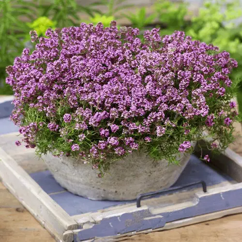 Types of Pink Flowers for Garden in pot