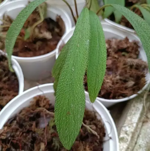 Top Homalomena Types That You Can Plant