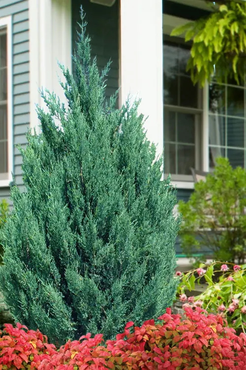 Blue Point Juniper