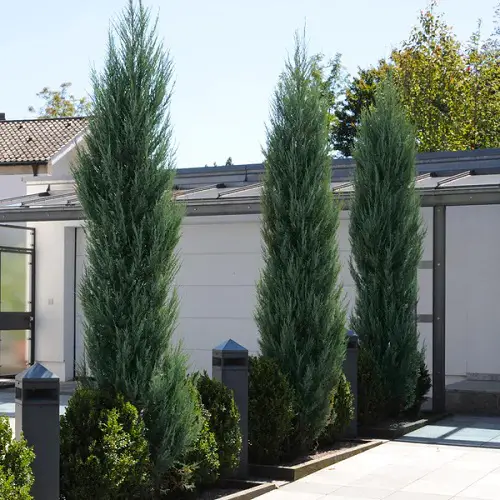 Landscape Uses Of Blue Point Juniper