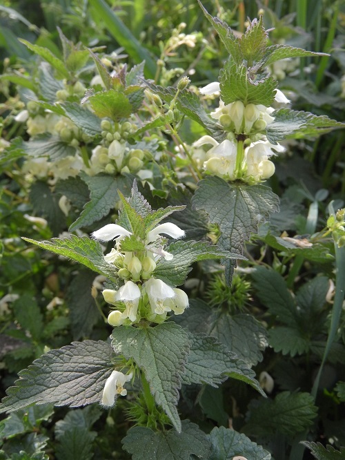 best White Flowers with Herbs