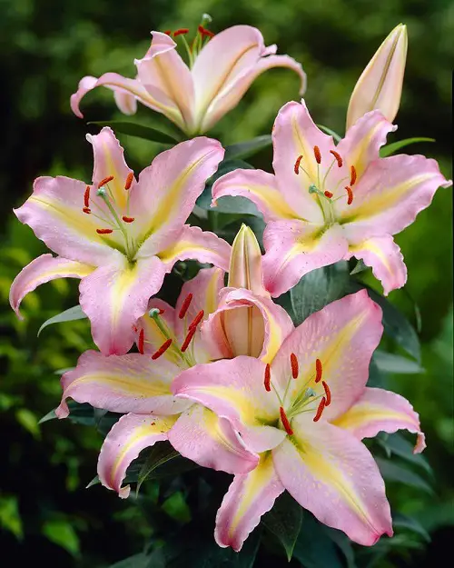 Varieties of Pink Lilies