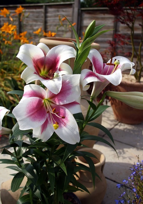 lovely Varieties of Pink Lilies in Different Kinds