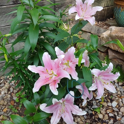 pink Greek Blossoms for the Yard