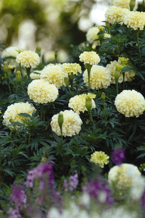 What Colors Do Marigolds Come In