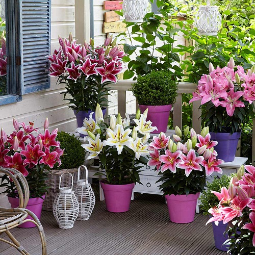Different Types of Pink Lily Varieties