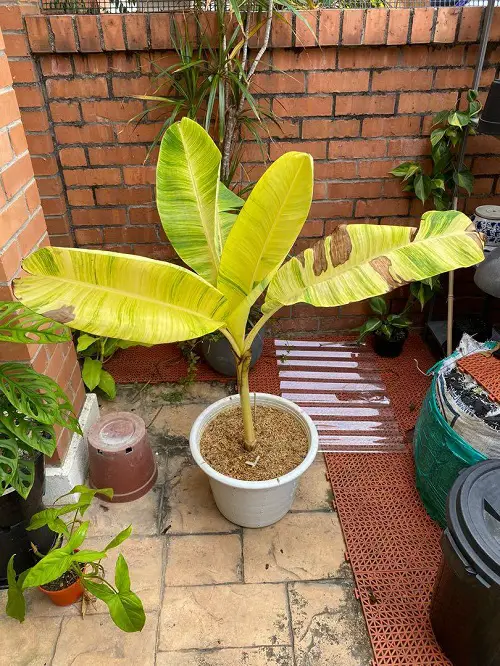 Amazing Variegated Varieties of Banana Plants